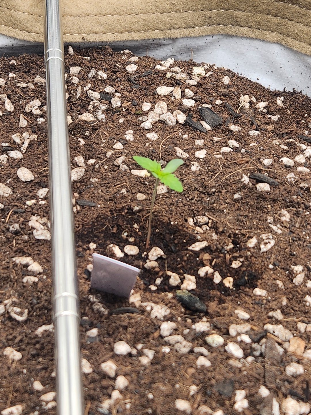 GROW 2. The Humboldt Four