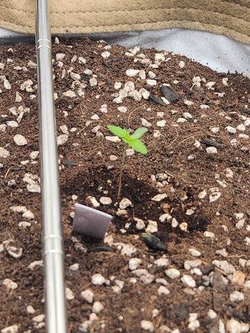 GROW 2. The Humboldt Four — grow_setup, day 2