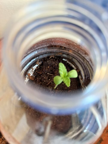 1st — seedling_rooting, day 4