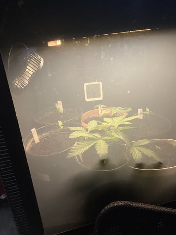 Auto variety  — vegetative, day 11