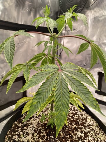 Photo Time📸🕞 — vegetative, day 44
