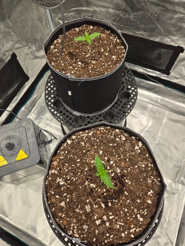 Mimosa Sunrise XXL 3x3 tent — seedling_rooting, day 1