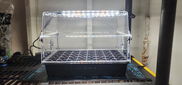 1st grow Dr. Nefario — vegetative, day 33