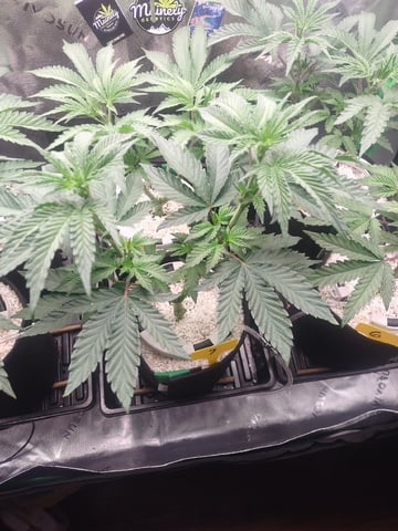 Mainely Genetics Micro Pheno Hunt — vegetative, day 38