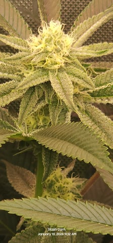 Punch Mints Female Pheno #2 Clone(s) — flower, day 277