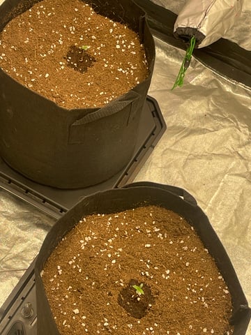 1st Ever Grow (GodFather OG) (Coco) — seedling_rooting, day 7