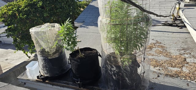 CzechsMex 2.0 — vegetative, day 153