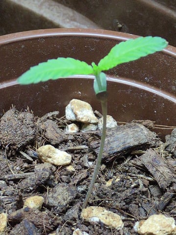 Audrey III — seedling_rooting, day 5