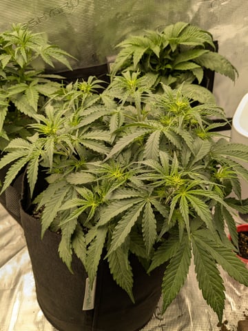 first grow — flower, day 23