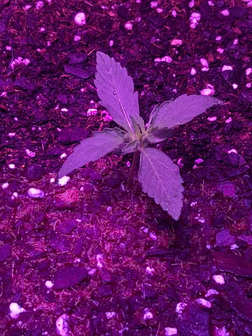 Cali Kush — seedling_rooting, day 12