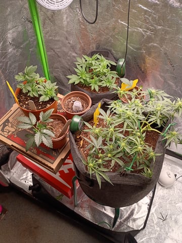 1st Grow Eva — flower, day 30