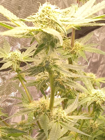 critical purple kush x peyote wifi  in the auto pot system tray 2 grow with added microhazian to the coco coir  — flower, day 89