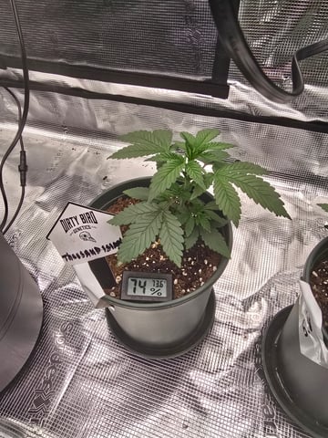 Dirty Bird - Thousand Island Fem & Platinum Kush Breath Remix x Grape Cakehead Fem Photo  — vegetative, day 17