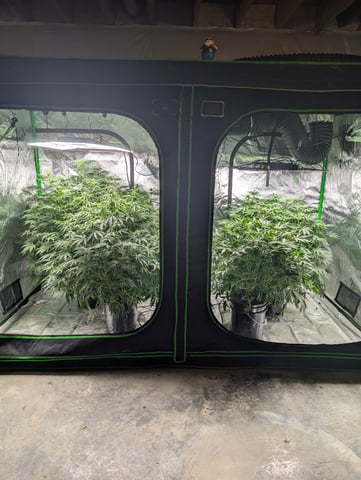 Acapulco Gold  — flower, day 75