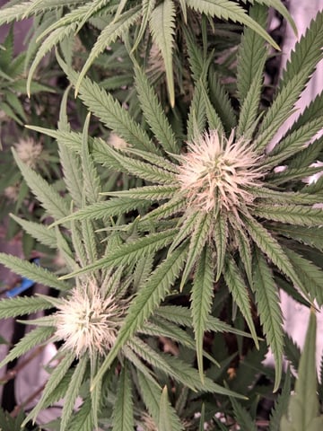 fruity pebbles, cap junky — flower, day 84