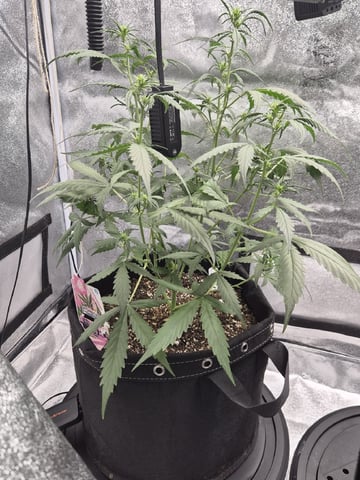 Sundae Driver — vegetative, day 55