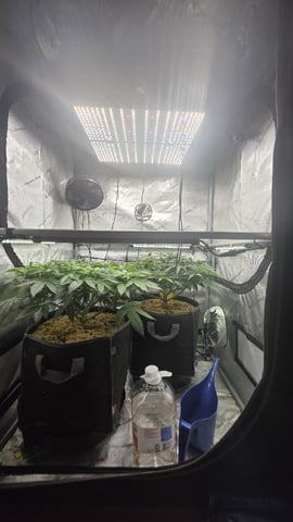 Original 1990 genetics  — flower, day 71