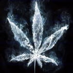 blunt_boy