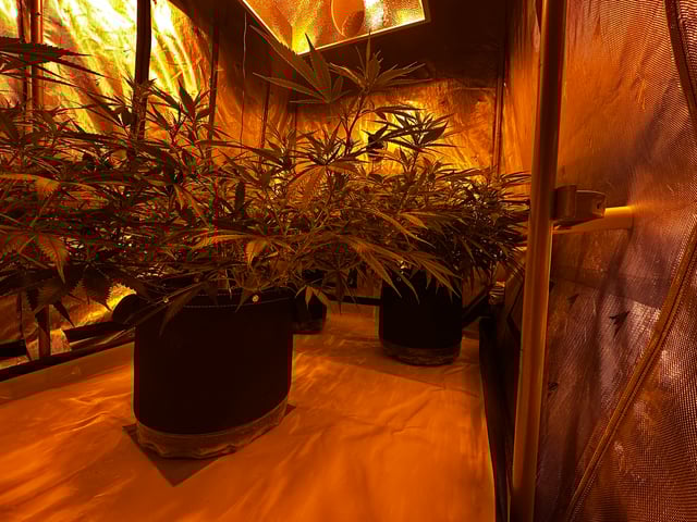 XJ-13 x Pennywise — flower, day 86