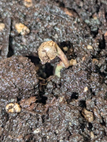 First grow  — germination, day 1