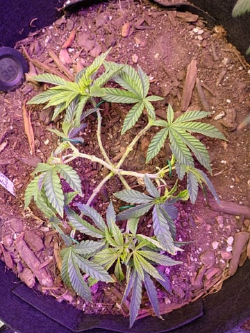 Purple Plum Perfect 💜 & 2 Grape Runtz 🍇 Mainlining garden.  — vegetative, day 104