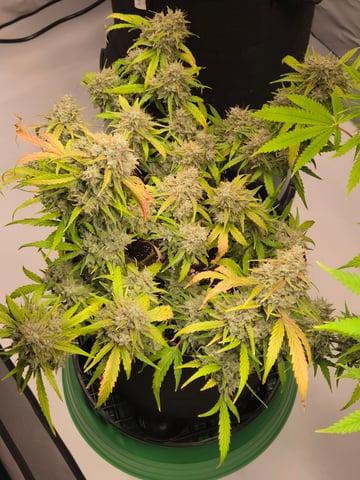 2nd Grow 3x5 tent — flower, day 88