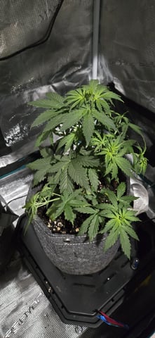 Gigawatt  — flower, day 8
