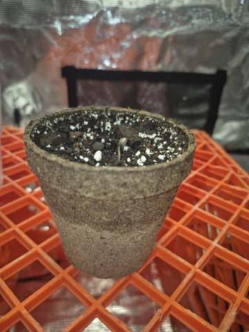 OG Kush Auto — seedling_rooting, day 21