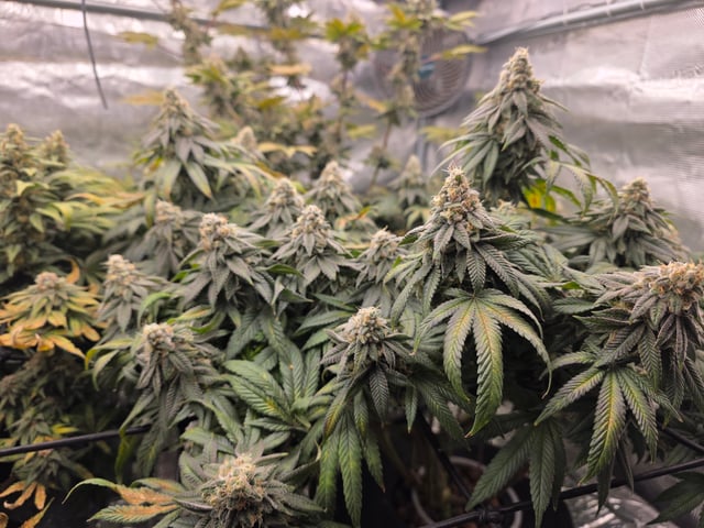 Grow #1 — flower, day 110