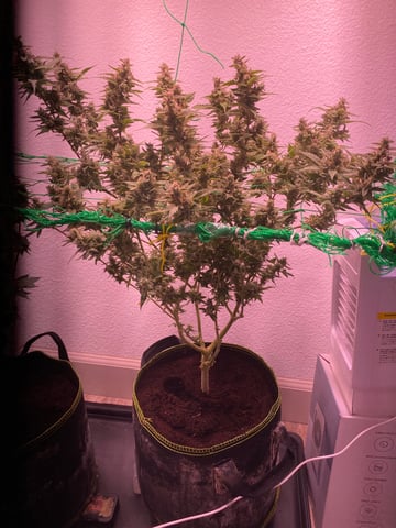 pineapple Express  — flower, day 41