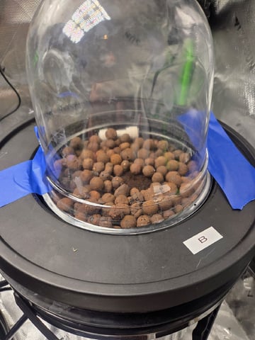 Northern Lights / Banana Kush — seedling_rooting, day 2