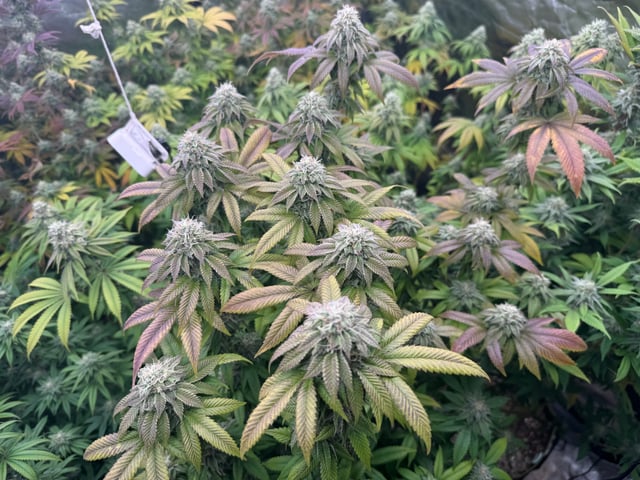 Hollywood Headband and LimeHeads  — flower, day 150