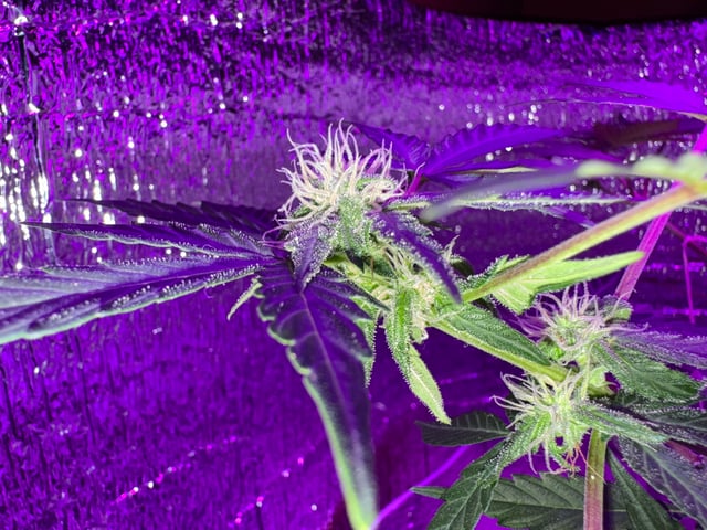 Quick One — flower, day 7