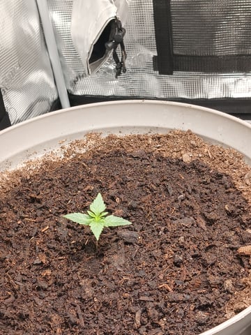 black gorilla feminized  — vegetative, day 3