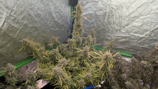 Perpetual Autoflower Mixed Grow #3 — flower, day 88