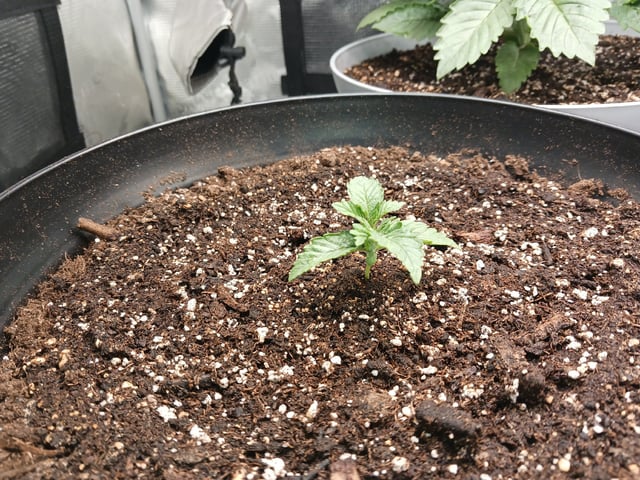 Gorilla Sherbert Feminized From Blimburn Seeds  — vegetative, day 20