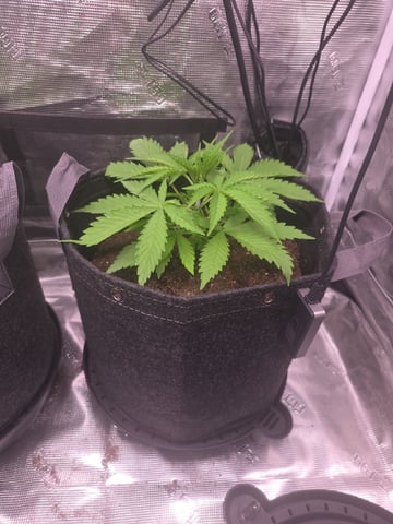 Blue Dream Feminized  — vegetative, day 35