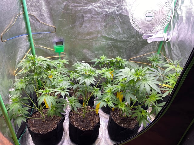 The White X Run Away Bride #3 — flower, day 45