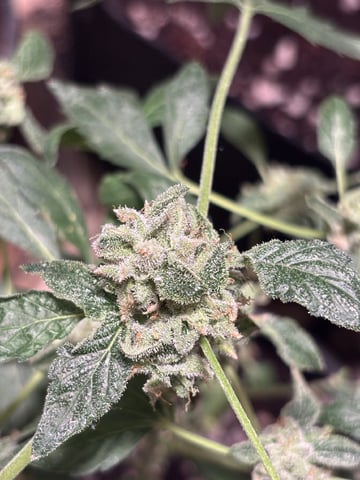 Super silver Haze, Cap Junky, Cherry Gelato, & Blue Dream — flower, day 1