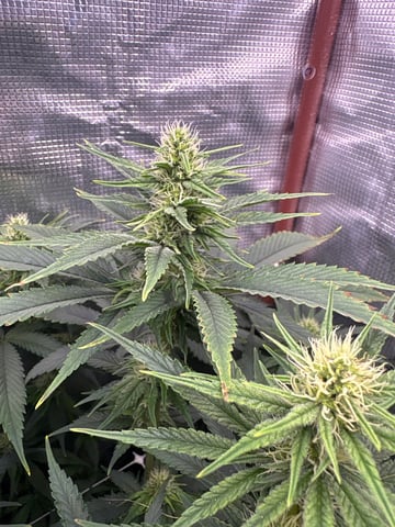 first grow in new 2x2 — flower, day 81