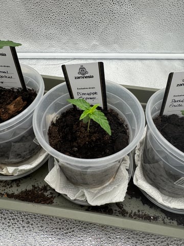 Pineapple Express F1 — vegetative, day 5