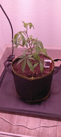 FKAFL — vegetative, day 10