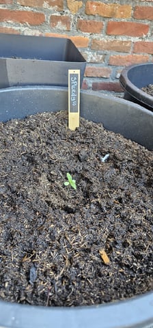 Purple Haze Autoflower — vegetative, day 16