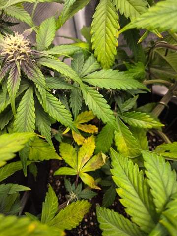 second grow — flower, day 39