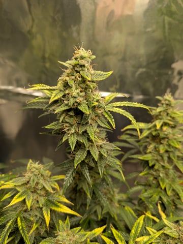 first grow — flower, day 110