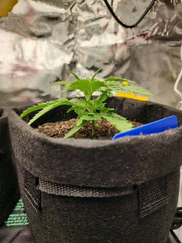 HE1E we GROW  — seedling_rooting, day 44