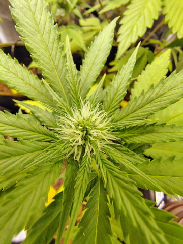 Pcsmoker99  — flower, day 38