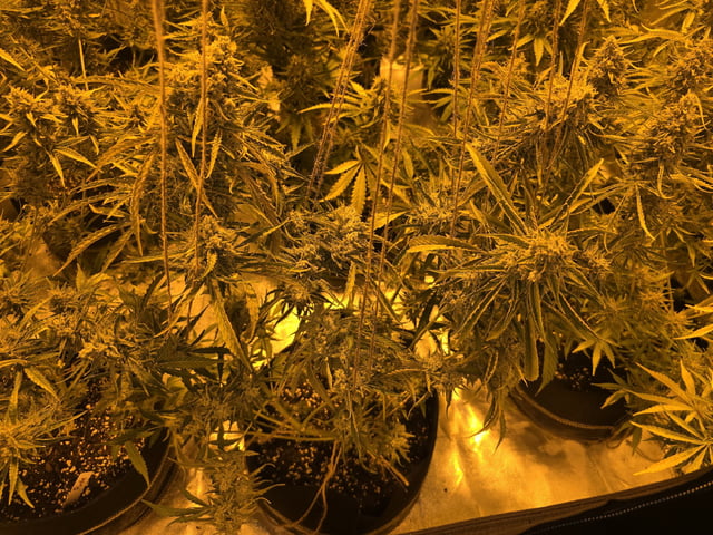 3rd Auto Grow — flower, day 99