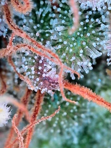 Grow Shed Grow #1 — flower, day 81