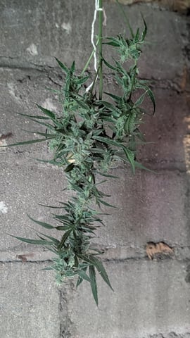 Grow 1 — flower, day 72